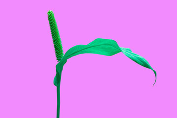 Pink tropical flower. Fashion Design. Minimal Stillife. Trendy print. Surrealism. Pop Art