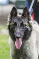 Portrait of a tervuren dog living in Belgium