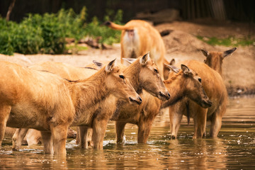 Fototapeta premium Pere David deers Austria Steiermark Herberstein Styria tourist destination Stubenberg am See