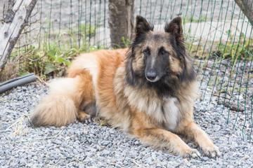 Portrait of a tervuren dog living in Belgium