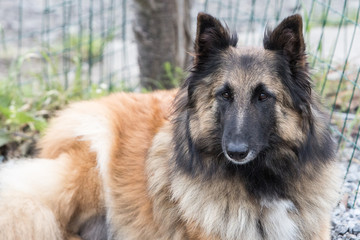 Portrait of a tervuren dog living in Belgium