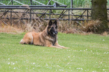 Portrait of a tervuren dog living in Belgium