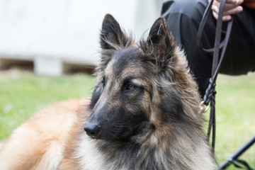Portrait of a tervuren dog living in Belgium