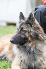 Portrait of a tervuren dog living in Belgium