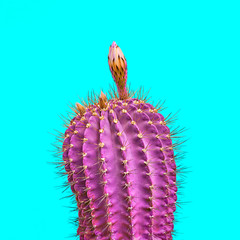 Cactus. Minimal Fashion. Creative Design. Art