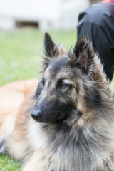 Portrait of a tervuren dog living in Belgium