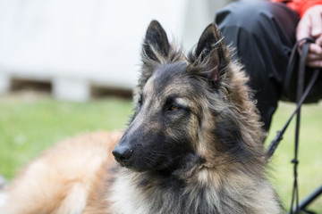 Portrait of a tervuren dog living in Belgium