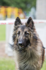 Portrait of a tervuren dog living in Belgium