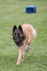 Portrait of a tervuren dog living in Belgium