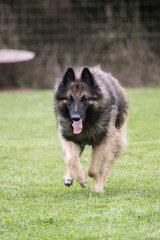Portrait of a tervuren dog living in Belgium