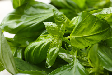 Fresh green basil, closeup