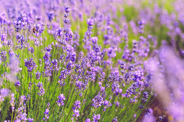 Lavender Field in the summer