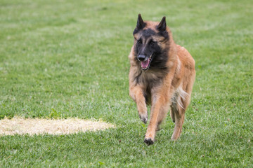 Portrait of a tervuren dog living in Belgium
