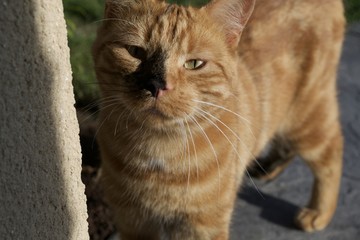 chat roux