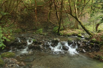 美しい水の山吹水源