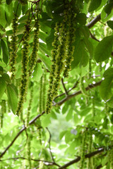 green background, leaves and flower