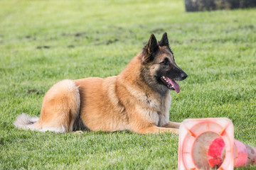 Portrait of a tervuren dog living in Belgium