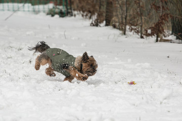 Portrait of a yorkshire dog living in belgium
