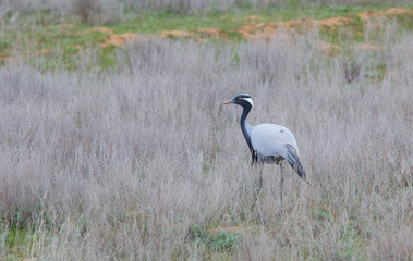 Demoiselle crane (Grus virgo) stands in a spring field