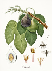 Old isolated botanical watercolor detailed illustration of fig, fig leaves and section. Fruit known...