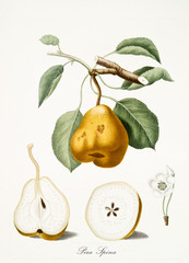 Isolated Pear, pear tree leaves, pear flower and two fruit sections on white background. Old botanical watercolor detailed illustration By Giorgio Gallesio publ. 1817, 1839 Pisa Italy.  - obrazy, fototapety, plakaty