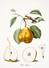 Lokalisierte Birne, Birnenbaumblätter, Birnenblume und zwei Fruchtabschnitte auf weißem Hintergrund. Detaillierte Illustration des alten botanischen Aquarells von Giorgio Gallesio publ. 1817, 1839 Pisa Italien. © Mannaggia