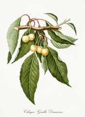 Yellow cherries, cherry tree leaves, isolated on white background. Old botanical detailed watercolor illustration By Giorgio Gallesio publ. 1817, 1839 Pisa Italy. - obrazy, fototapety, plakaty