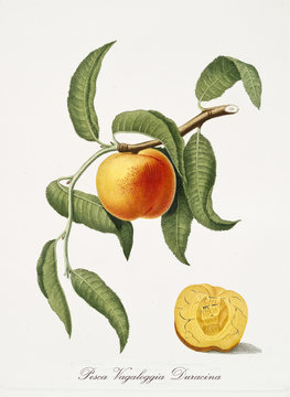 Isolated peach, its leaves and a fruit section on white background. Old botanical watercolor detailed illustration By Giorgio Gallesio and collaborators publ. 1817, 1839 Pisa Italy. 