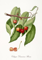 red cherry, also known as red duracina cherry, cherry tree leaves, fruit section isolated on white background. Old botanical detailed illustration by Giorgio Gallesio publ. 1817, 1839 Pisa Italy