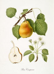 Pear, also known as campana pear, pear tree leaves, fruit section and flowers isolated on white background. Old botanical detailed illustration by Giorgio Gallesio publ. 1817, 1839 Pisa Italy