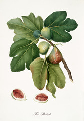 Fig, also known as Rubaldo fig, fig tree leaves and fruit section isolated on white background. Old botanical detailed illustration by Giorgio Gallesio publ. 1817, 1839 Pisa Italy - 214588273
