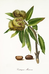 Spanish chestnut attached to his branch isolated on white background, and fruit section. Old...
