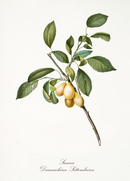Plum, also known as damascena yellow plum, group of plums on branch with leaves isolated on white background. Old botanical detailed illustration by Giorgio Gallesio publ. 1817, 1839 Pisa Italy