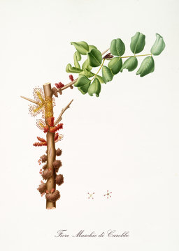 Carob Male flower, Fiore maschio di Carruba isolated on white background. Old botanical illustration realized in a detailed watercolor style by Giorgio Gallesio publ. 1817, 1839 Pisa Italy