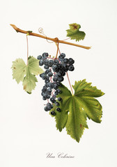 Isolated single branch of black grapes, called Colorino grapes, and vine leaf on white background. Old botanical illustration realized with a detailed watercolor by Giorgio Gallesio on 1817,1839 Italy