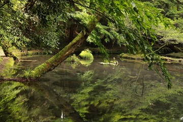 美しい水の山吹水源