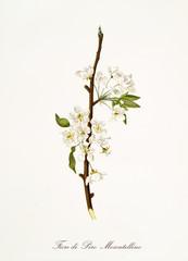 Isolated single branch of white pear flower vertical oriented on white background. Old botanical illustration realized with a detailed watercolor by Giorgio Gallesio on 1817,1839 Italy - obrazy, fototapety, plakaty