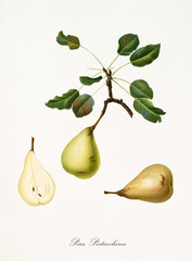 Pear, pistacchina pear, on a single branch with pear leaves on white background and fruit section. Old botanical illustration realized with a detailed watercolor by Giorgio Gallesio on 1817,1839 Italy