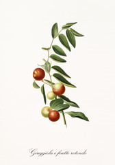 Isolated red jujubes on their single branch with leaves on white background. Old botanical illustration realized with a detailed watercolor by Giorgio Gallesio on 1817,1839 Italy