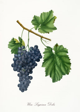 Isolated branch of black grapes, Lagrima Dolce (sweet tear) grapes, vine leaf on white background. Old botanical illustration realized with a detailed watercolor by Giorgio Gallesio on 1817,1839 Italy