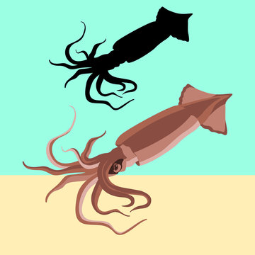  squid vector illustration flat style black silhouette