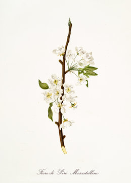 Isolated single branch of white pear flower vertical oriented on white background. Old botanical illustration realized with a detailed watercolor by Giorgio Gallesio on 1817,1839 Italy