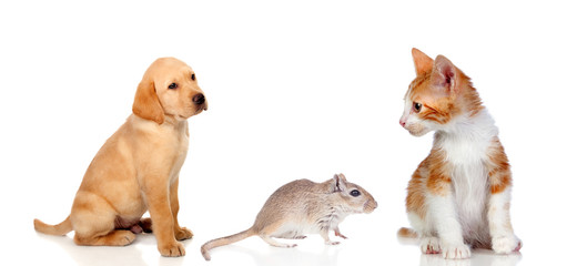 Dog, cat and mouse