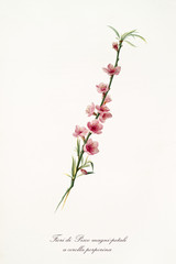 pink peach flowers on a single peach branch isolated on white background. Old botanical illustration realized with a detailed watercolor by Giorgio Gallesio on 1817, 1839
