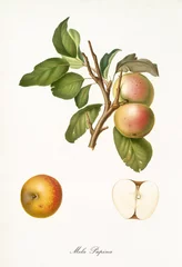 Apfel, genannt Pupina-Apfel, auf einem einzelnen Zweig mit Blättern und isoliertem einzelnem Apfelabschnitt auf weißem Hintergrund. Alte botanische Illustration von Giorgio Gallesio in den Jahren 1817, 1839 © Mannaggia