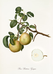 Pear, called Butirra pear, on a single branch with leaves and isolated single pear section on white background. Old botanical detailed illustration realized by Giorgio Gallesio on 1817, 1839