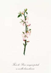pink peach flowers and buds on a single peach branch isolated on white background. Old botanical illustration realized with a detailed watercolor by Giorgio Gallesio on 1817, 1839