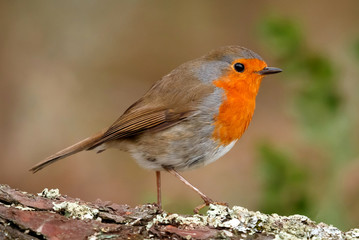 Pretty bird with a nice red plumage