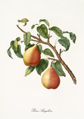 Two yellow Pears with little orange gradients, called angelica pear, on a single branch with leaves on white background. Old botanical detailed illustration realized by Giorgio Gallesio on 1817, 1839
