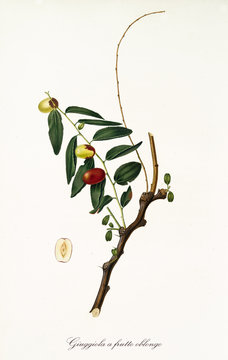 Jujubes on a single jujube branch and single fruit section isolated on white background. Old botanical illustration realized with a detailed watercolor by Giorgio Gallesio on 1817, 1839